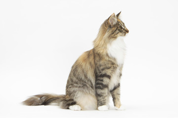 chat norvégien de profil en studio sur fond blanc