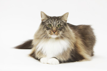 Chat des forêts Norvégiennes allongé de face en studio