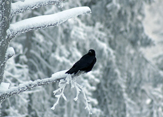 Grand corbeau
