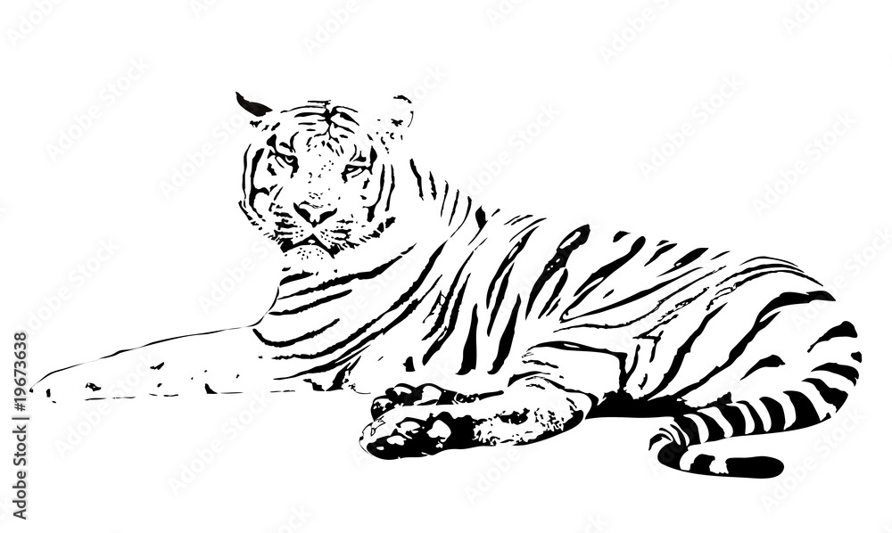 Wall mural white tiger on a white background