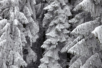 Tannen im Schnee
