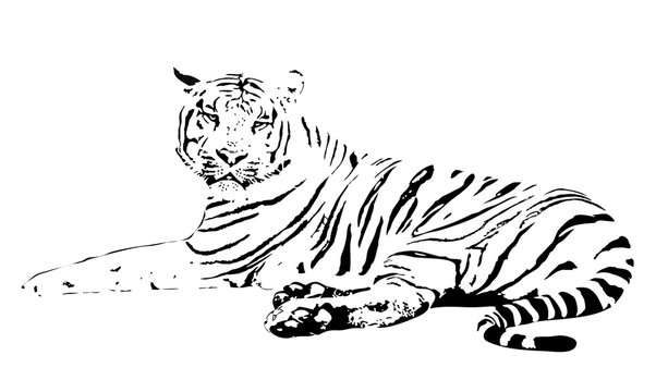 white tiger on a white background