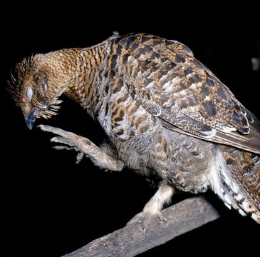 Birkhuhn_115797