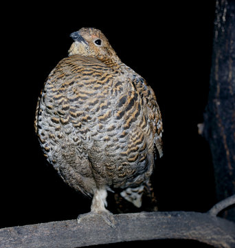 Birkhuhn_115796