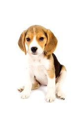 Beagle in front of white background