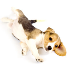 beagle puppy rolling