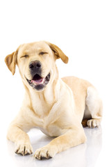 golden retriever with eyes closed posing in studio