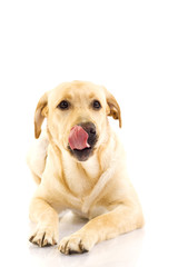 labrador retriever puppy licking his mouth