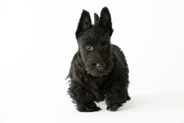 jeune terrier écossais de face en studio