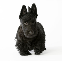 chiot scottish terrier à l'allure déterminée de face