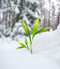 Beautiful green plant in the winter forest