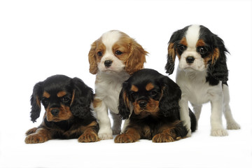 quatre chiots de race cavalier king Charles aligné ensemble