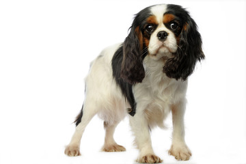 cavalier king Charles debout en studio sur fond blanc