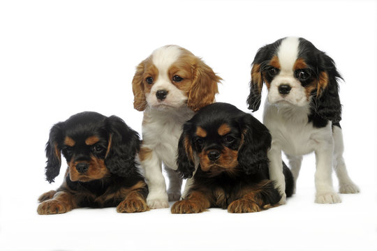 quatre chiots de race cavalier king Charles align&eacute; ensemble