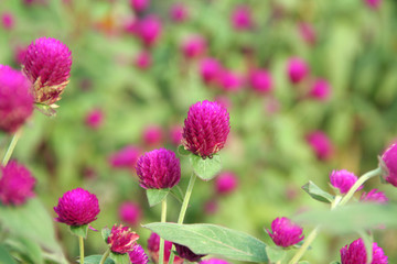 Spring clover garden