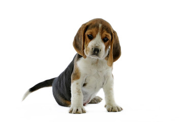 jeune beagle assis et se posant des questions