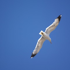 Flying seagull