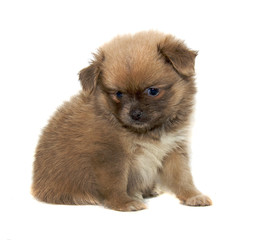 Chihuahua dog on white background