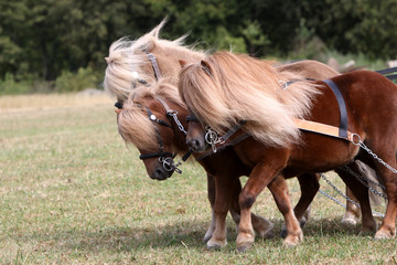 Shetlandponies-Gespann