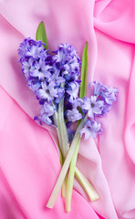 Hyacinth flowers over pink silk