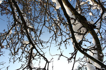 Baum und Schnee