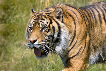 Fototapeta na wymiar Hunting Tiger