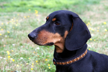 Dackel