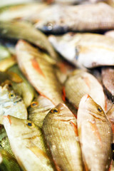 Fish in the market