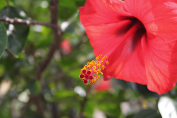 hibiskus © Gerisch