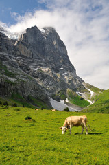Fototapeta na wymiar Wetterhorn Cow