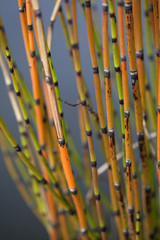 Obraz premium Plante d'eau