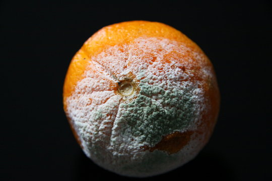 Verdorbene-Orange