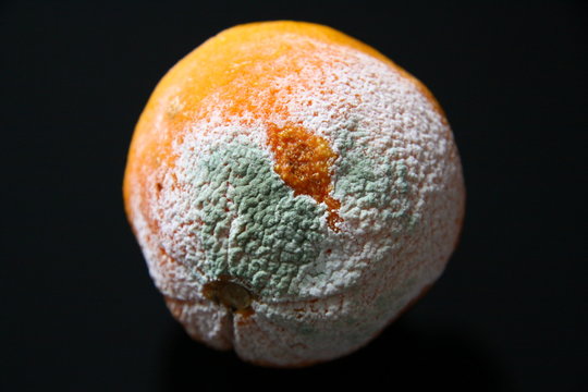 Verdorbene Orange
