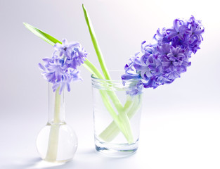 Two hyacinths