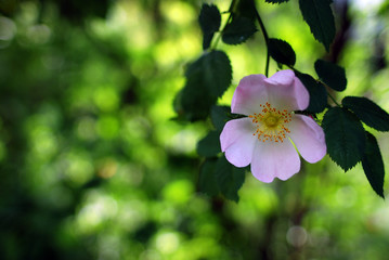 Rosa canina