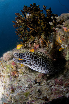 Récif et murène léopard, océan Indien, Maldives