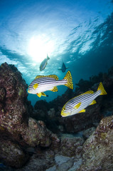 Naklejka na ściany i meble Ryby Reef, Ocean Indyjski, Malediwy