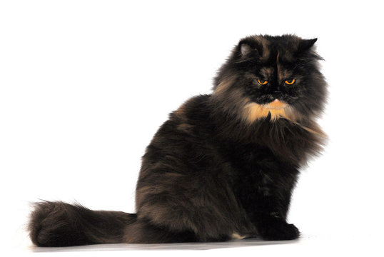 Tortie Persian Cat Breed On White Background