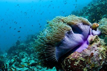 Poisson clown et son anémone, océan Indien, Maldives