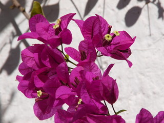 Bougainvillier