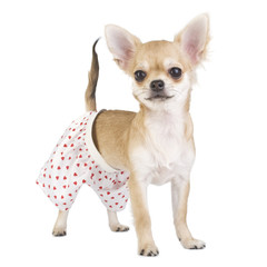 Obraz premium cute chihuahua puppy with funny panties isolated