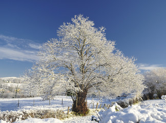 Arbol helado
