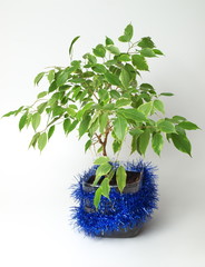 Ficus Decorated for Christmas.