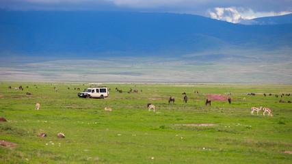 Fototapeta premium Game drive