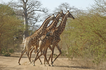 three giraffes crossing the road
