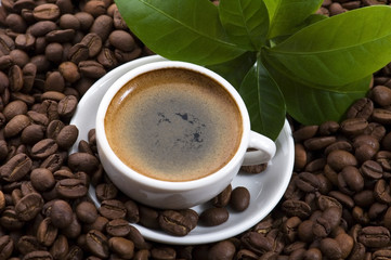 fresh coffee with coffee branch