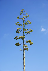 Agave parrasana