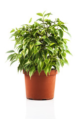 Green ficus in a pot