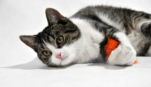 cat