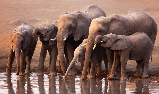 Elephants drinking - Powered by Adobe